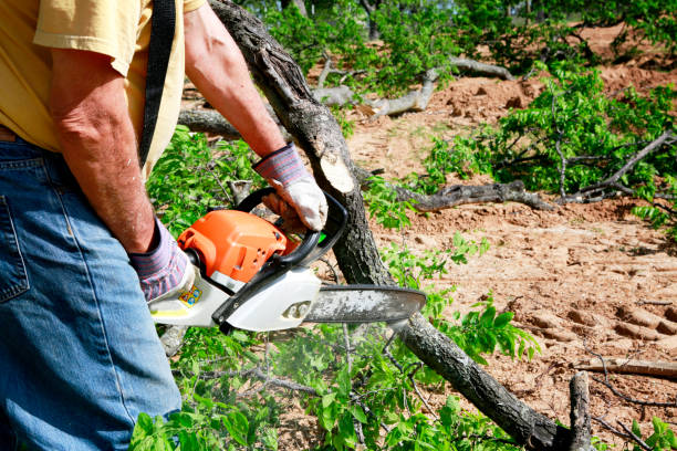 Best Emergency Tree Removal  in Port Oconnor, TX